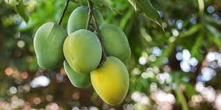 Untuk kalian yang sedang mencari gambar buah mangga, berikut ini telah saya kumpulkan lebih dari 20 koleksi. Gambar Buah Mangga