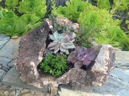 Here's how to make one. Tips For Growing Succulents In Lava Rocks World Of Succulents