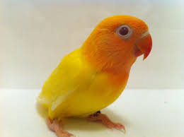 Untitled Document African Lovebirds Love Birds Pets