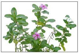 Pin On Medicinal Plants And Herbs