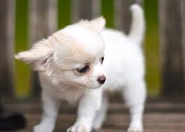 See more ideas about dogs, little dogs, cute dogs. Chihuahua Little White Puppy Cute Animals Little Dogs White Dog Digital Art By Artspace