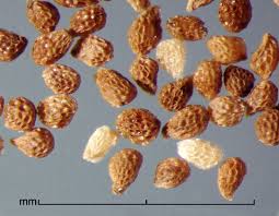 Image result for Orobanche