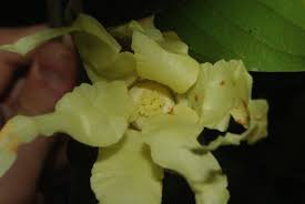 Image result for Hexalobus