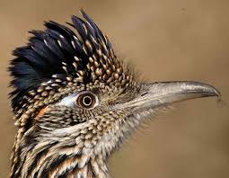 Founded in 1980, the company launched in europe as an independent importer of american metal albums. Greater Roadrunner Missouri Department Of Conservation