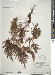 Image result for Abrodictyum rigidum