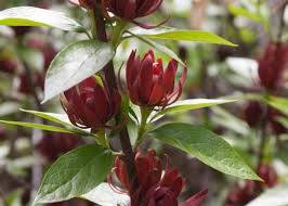 Even though the 4th has passed, this would be a perfect nail to wear for labor day next month! Fragrant Sweet Betsy Bush For North Carolina Gardens Carolina Country