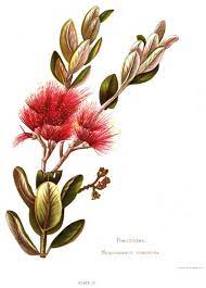 We did not find results for: Native Flowers Of New Zealand Plate 29 Botanical Illustration Watercolor Flower Drawing Flower Art