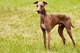 The italian greyhounds are athletic, agile and active and being gazehounds, have strong predator drive, chasing smaller animals or even hunt them down, and hence, keeping them leashed or in an. Italian Greyhound Portrat Auf Grunem Gras Te Lizenzfreie Fotos Bilder Und Stock Fotografie Image 30237456