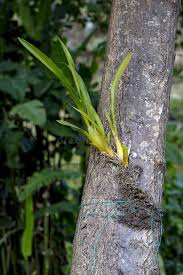 Image result for orchid cuttings