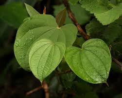 Image result for Dioscorea schimperiana