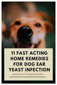 Excellent Home Remedies Tips Are Readily Available On Our Internet Site Look At This And Dog Yeast Infection Ear Dog Ear Infection Remedy Dog Yeast Infection