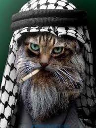Arabic Cat Humor Divertido Sobre Animales Gatos Arlequines