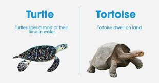 16 Things Most Of Us Think Are Same Same But Actually Different Interesting English Words English Pronunciation Learning Conversational English