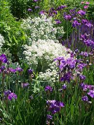 Cedar hill flowers and foliage. Three Dogs In A Garden May 2010