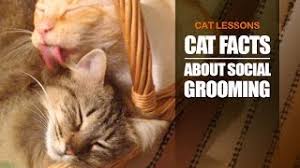 Stressed cat symptoms and relief. Why Do Cats Groom Each Other Facts You Didn T Know