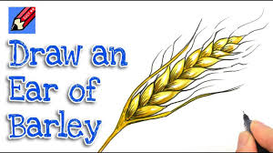How To Draw An Ear Of Barley Real Easy Thanksgiving Youtube Barley is grown from barley seeds in hops patches requiring 3 farming. how to draw an ear of barley real easy thanksgiving