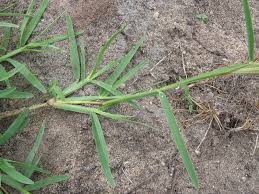 Image result for Chloris pycnothrix