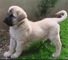 Google Kangal Kopegi Kopek Turleri Kopek