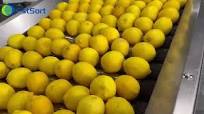 Lemon processing factory, Fstsort fruit cleaning drying sorting machine, citrus processing plant