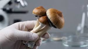 buy magic mushrooms online Europe discreet shipping