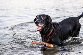 Orlando, fl (orl) panama city, fl. 10 Best Labrador Breeders In Florida