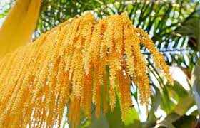 The nearby farmer will watch over a growing palm tree in exchange for 15 papaya fruits. Palm Pollen Properties And Proven Health Benefits Alwosta Blog Benefits And Remedies