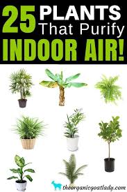 25 Air Purifying Plants The Organic Goat Lady Air Purifying Plants Houseplant Plants Best Indoor Plants