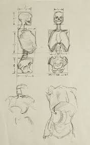 Anatomy Skeleton Study Drawing Anatomy Art Sketches Figure Drawing