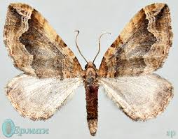 Image result for Pelurga comitata