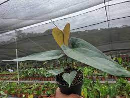 Pin Di Anthurium