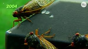Cicadas are white when they first emerge and then turn black when their skin dries. Cicadas Return To Indiana In 2021 As Part Of Their 17 Year Life Cycle