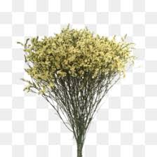 Product/service:organic dried herbs,dried herbs,dried flowers,wholesale dried flowers,organic flowers,organic herbs,organic herb suppliers we are glad to introduce our company global dried flowers as the leading expoter of flowers and parts plants.we have over 70 customers all world.our. Dried Flowers Png Best Dried Flowers Blue Dried Flowers Purple Dried Flowers Dried Flowers Retail Wholesale Dried Flowers Dried Flowers And Herbs Display Dried Flowers Freeze Dried Flowers Bulk Dried Flowers
