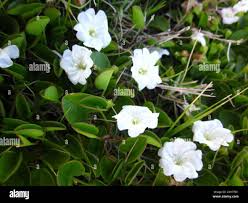 Image result for Falkia