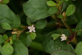 Image result for Trianthema portulacastrum