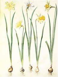 Narcissus Pseudonarcissus And Narcissus Poeticus Botanical Drawings Botanical Illustration Vintage Botanical Flowers