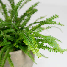 Image result for ledviník