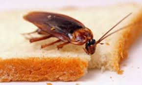 Which kitchen appliances are actual in 2021? 10 Cockroach Hiding Spaces Howstuffworks