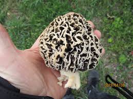 Morcheln schmecken sehr gut, haben ein eigenes intensives aroma. Die Morcheln Sind Da Speisepilze Fundorte Und Bilder 123pilzforum