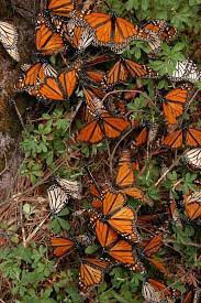 Mariposa Monarca Beautiful Butterfly Photography Butterfly Wallpaper Beautiful Butterflies