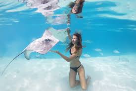 Maybe you would like to learn more about one of these? Mermaid Like Models Swim With Stingrays Art With A Real Sting Nature News Express Co Uk