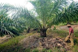 Image result for Elaeis