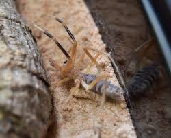 They can leap six times the these types of jumps, traversing about 30 millimeters, were faster and prioritized speed and. First Ever Camel Spider Arachnoboards