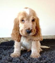 Black And Tan Show Cocker Spaniel Puppies For Sale Preloved Uk Free Ads Buy And Sell With Local Classifieds Cocker Spaniel Puppies English Cocker Spaniel Puppies Puppies