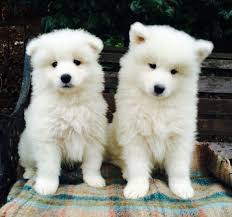 Find samoyed in canada | visit kijiji classifieds to buy, sell, or trade almost anything! Img 0858 Jpg 2353 2200 Samoyed Dogs Samoyed Puppies For Sale Samoyed Puppy