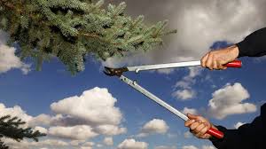 We did not find results for: How To Trim A Pine Tree Without Killing It Constant Delights
