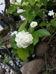 � steemit bunga melur | flower arrangements, beautiful flowers, flowers pokok bunga melur ( jasminum sambac. Bunga Melur Putih Murni Harum Semerbak Flower Arrangements Flowers Plants