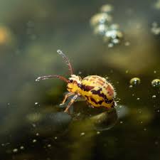 Image result for Globimetula kivuensis