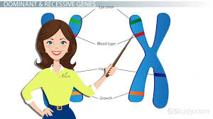 Dominant Recessive Genes Lesson For Kids Video Lesson Transcript Study Com