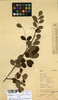 Image result for Indigofera emarginella