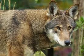 Wolves are common to all parts of the northern hemisphere. Government Offers Plan To Release More Endangered Red Wolves The Coastland Times The Coastland Times